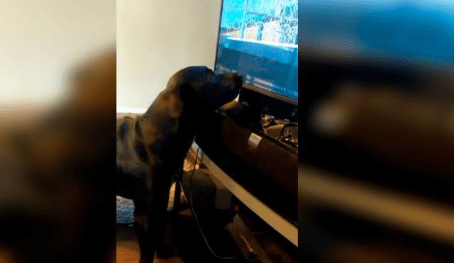 Vía Facebook. Dueño del can grabó el singular comportamiento que adopta su mascota cada vez que le ponen pausa a su programa favorito