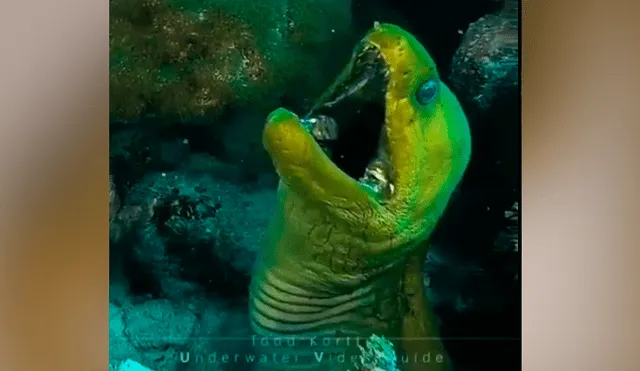YouTube viral: terrorífica criatura es descubierta por buzo cuando descendió a las profundidades del mar