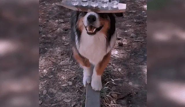 En Facebook, un joven entrenó a su perro para que pueda sostener con una tabla varias copas de agua.