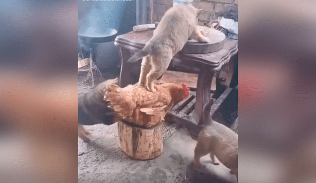 Desliza las imágenes para apreciar la terrible acción de una gallina junto a un perro para quitarle la comida su dueño.