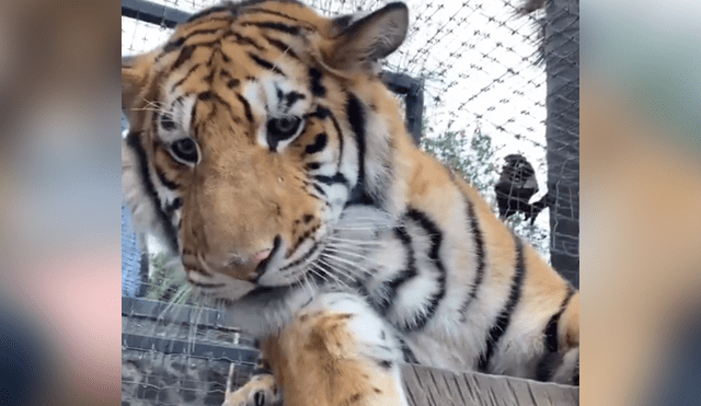 Desliza hacia la izquierda para ver el encuentro del cuidador de felinos con el tigre, escena que es viral en Facebook.