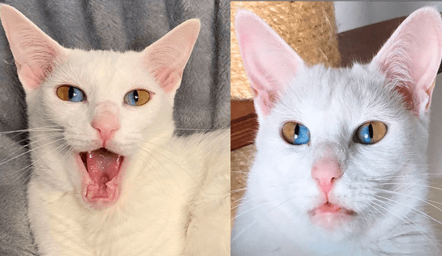 YouTube viral: gato que tiene los ojos de dos colores se vuelve 'influencer' por su extraña condición