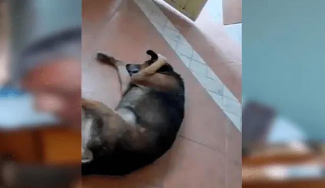 YouTube viral: Perro no soporta escuchar la serenata de su amo y hace lo impensado [VIDEO] 