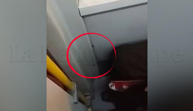 Más denuncias de invasión de cucarachas en buses del Metropolitano | VIDEO