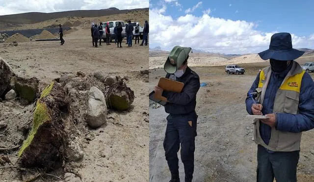 Flora habría sido retirada con maquinaria del proyecto. Foto: Gobierno Regional de Tacna.