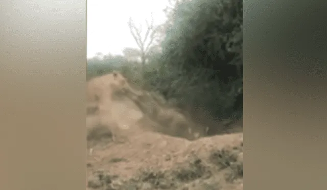 Desliza hacia la izquierda para ver el brutal ataque de una leona a un indefenso jabalí. Video viral de YouTube.