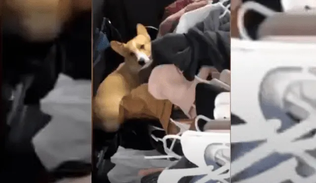 Video es viral en Facebook. Mujer grabó el singular comportamiento que tuvo el can mientras ella empacaba sus cosas para mudarse. Fotocaptura: YouTube