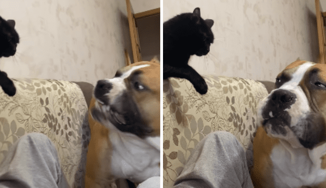 Desliza las imágenes para ver más sobre la furiosa reacción de este felino. (Foto: captura)