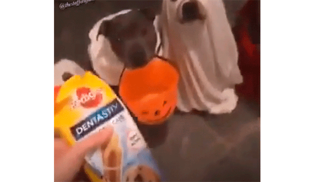 Acude a su puerta y encuentra a sus perros listos para celebrar Halloween [VIDEO]