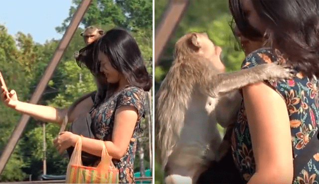 Video es viral en YouTube. El mono sorprendió a la joven con insólita reacción luego de que ella le impidiera llevarse sus pertenencias.