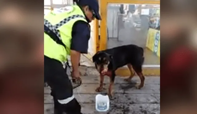Facebook viral: sereno peruana echa agua a perro sofocado por calor extremo [VIDEO]