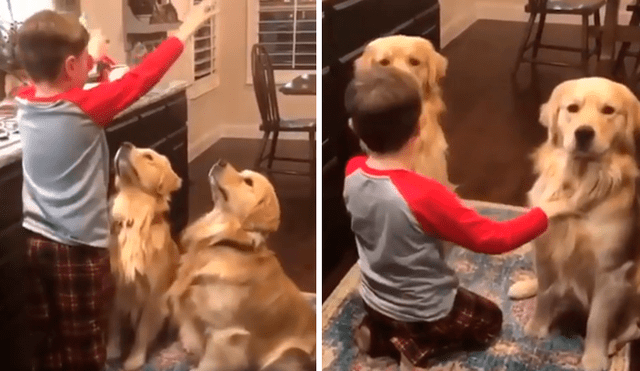Desliza las imágenes hacia la izquierda para apreciar el emotivo momento entre un niño y sus dos perros. Foto: Captura.