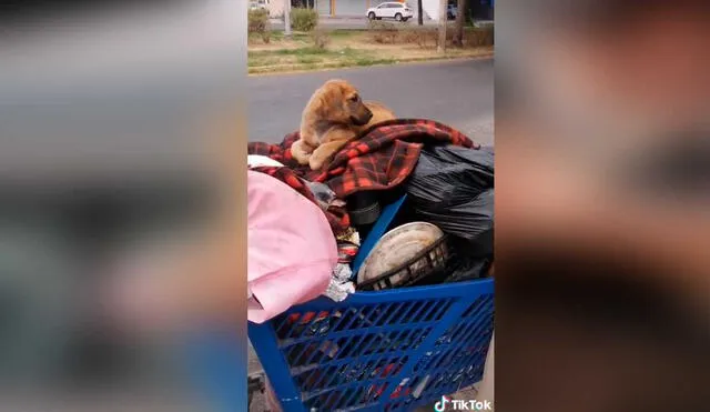 Desliza las imágenes para conocer un poco más sobre este anciano y su pequeña mascota. Foto: captura de TikTok/Chemanimals