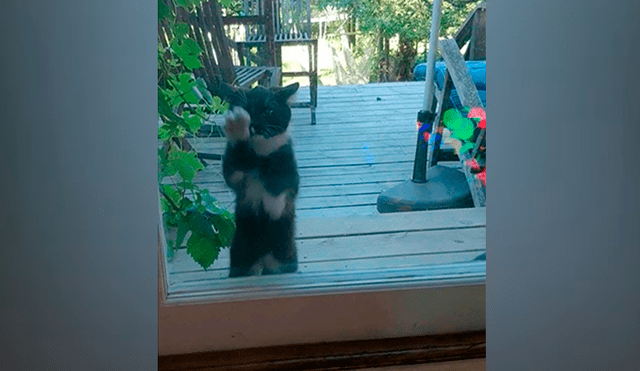 En Facebook, un gato arañó la mampara corrediza de su casa para suplicar perdón a su dueña tras escapar.