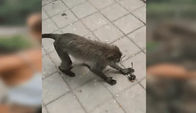 Video es viral en Facebook. Pequeño mono se acercó a la joven y le robó desprevenidamente sus lentes de sol.