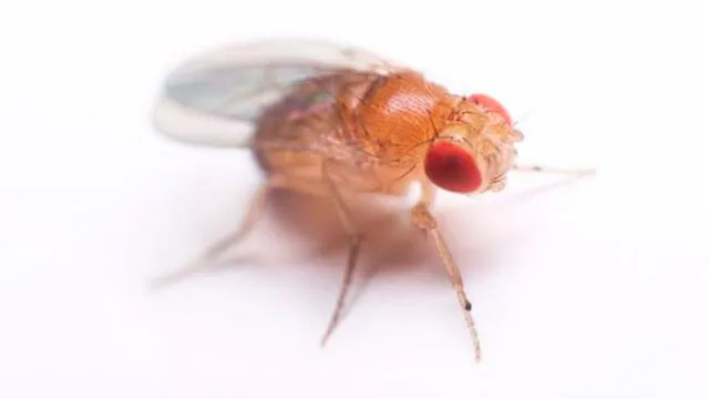 Estudio realizado en moscas de la fruta revelaron cómo funciona el mecanismo del dolor crónico, clave para estudiarse en humanos. Foto: Difusión.