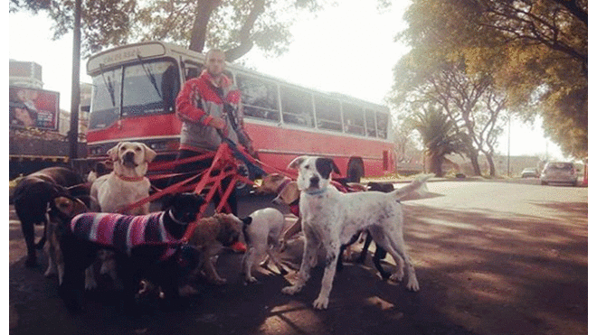 Paseador de perros compra movilidad escolar para darle el mejor servicio a sus ‘fieles amigos’ [VIDEO]