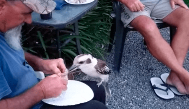 Facebook: Extraña ave aparece de la nada y le pide un trozo de carne a un anciano
