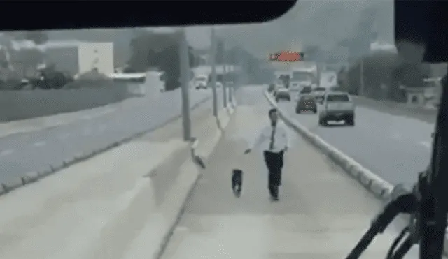 Vía Facebook: aplauden a chofer que paró bus para salvar a perro de morir atropellado [VIDEO]