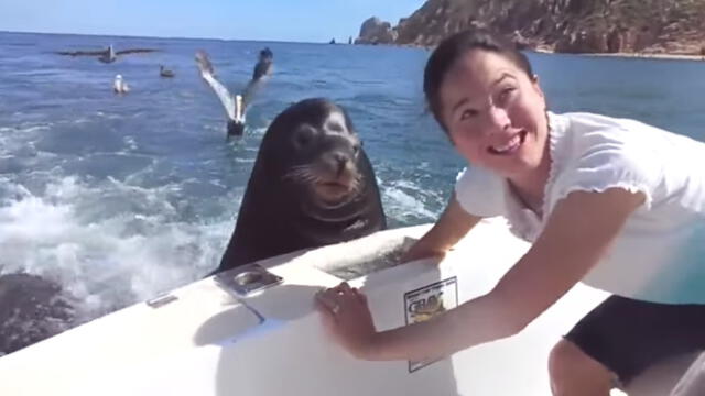 YouTube: lobo marino abusa de confianza y sube a bote a pedir comida