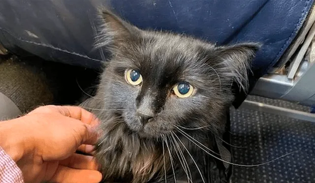 ¿Dónde estaba ese lindo gatito? En Facebook la historia de Sasha ha causado gran asombro ya que fue hallado a más de dos mil kilómetros de su casa.
