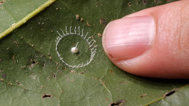 Descubren impresionante creación de arañas de la selva del Perú y sorprenden al mundo [VIDEO]