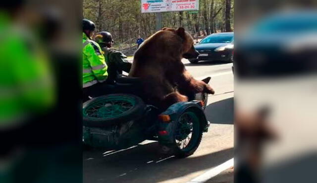 YouTube: oso sorprende en redes sociales al pasear por las calles en una moto