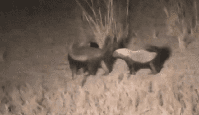 YouTube viral: tejón lucha contra temibles hienas para proteger a su pareja [VIDEO]