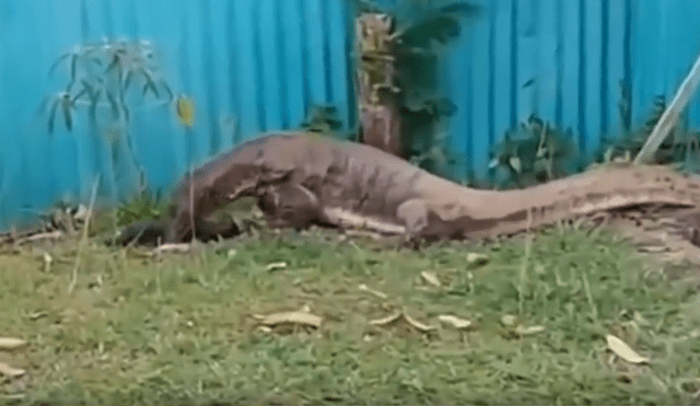 Un video muestra el preciso instante en que un enorme reptil devora a un indefenso gato.