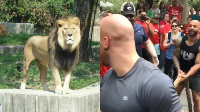 Miden fuerzas contra un león y reacción del animal asombra a usuarios [VIDEO]