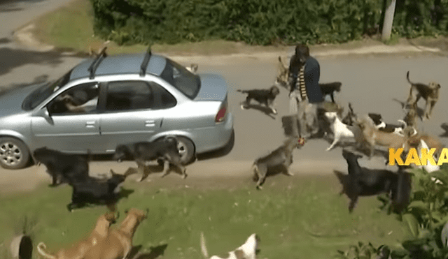 YouTube viral: reportero pasa vergüenza en refugio de animales porque tenía fobia a los perros [VIDEO]