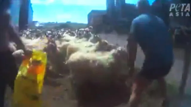Agresión a ovejas