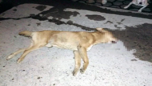 Pasco: hallan más de 15 perros muertos en basurero clandestino