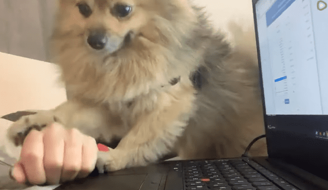 A través de YouTube se hizo viral el momento en que una mujer es interrumpida por su perro en medio de su teletrabajo.