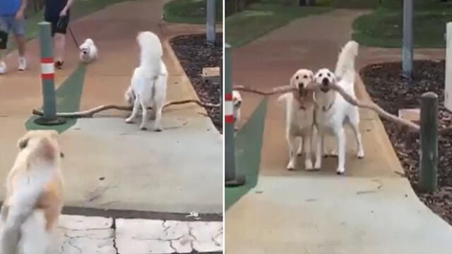 Desliza para conocer a estos dos perritos que lograron levantar una enorme rama y llevársela a su dueña. Foto: Captura