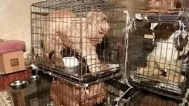 Hombre es sentenciado a prisión por tener a 54 perros en condiciones ‘indignas’ 