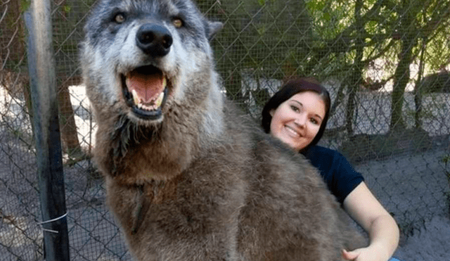 YouTube viral: perro mitad lobo deja atónitos a miles de usuarios por su enorme tamaño [VIDEO]