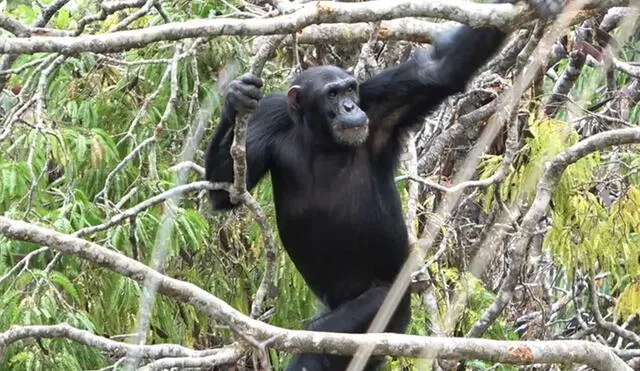 Un estudio en chimpancés salvajes sugiere que los ancestros humanos comenzaron a caminar en dos patas para obtener más comida en los árboles. Foto: referencial / Rhianna Drummond-Clarke