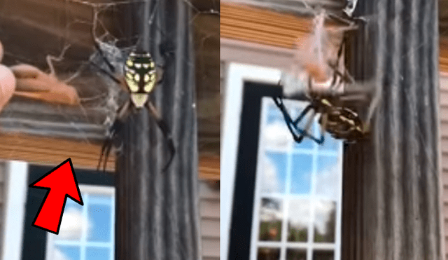 YouTube viral: joven causa repudio tras alimentar a enorme araña con saltamontes vivo [VIDEO]