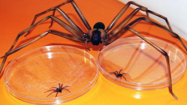 La araña casera reconoce por su color marrón y sufigura de “violín” en el dorso del cefalotórax. Foto: Andina