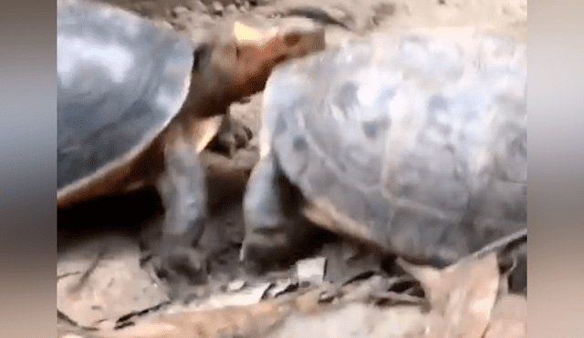 Un hombre grabó en un video viral de YouTube el instante en que una tortuga molestó a su compañero para que se peleen a muerte, pero fue totalmente ignorado.