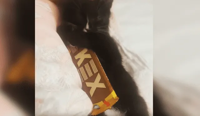 Video es viral en YouTube. La dueña del gato estaba buscando la barra de chocolate que había dejado en su cama, cuando se percató de la curiosa conducta del felino