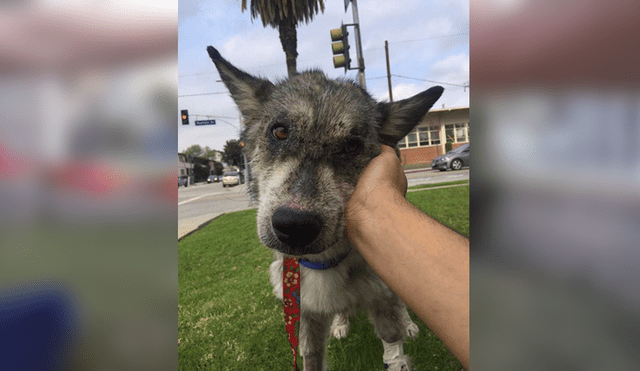 Desliza para ver las fotos de este perro que enamoró a todos en Facebook. Foto: Captura.