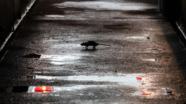 A rat is seen as Chow Kit wet market was disinfected during the Movement Control Order, limiting the activities of people in Malaysia as a preventive measure against the spread of the COVID-19 novel coronavirus, in Kuala Lumpur on March 25, 2020. (Photo by Mohd RASFAN / AFP)