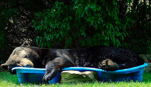 El animal buscó su mejor posición para dormir. Foto: Captura/Facebook/Regina Keller