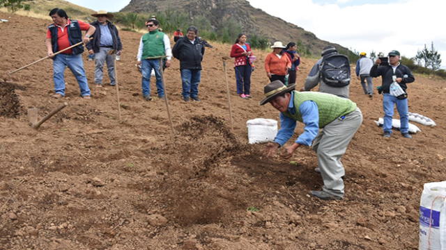 Implementarán 930 hectáreas de pasto mejorado en la sierra de La Libertad