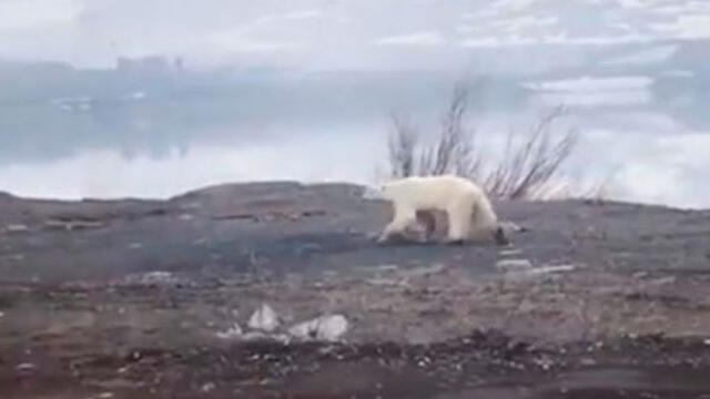 Hallan en Rusia un oso polar hambriento a 800 km de su hábitat natural
