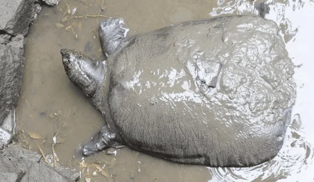 Muere la última hembra conocida de una especie de tortugas en peligro de extinción [FOTOS]
