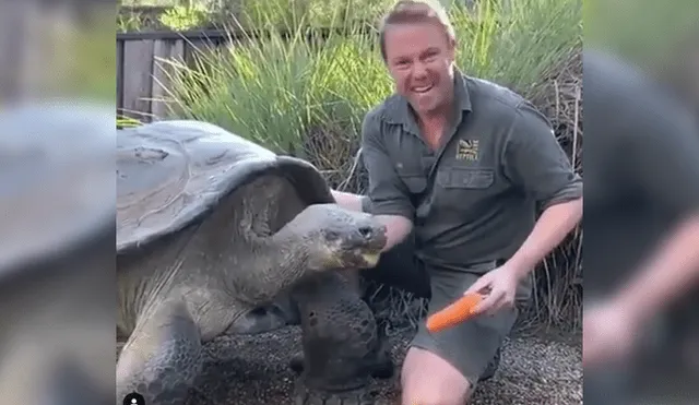 Turistas graban gigantesca tortuga junto a su cuidador.