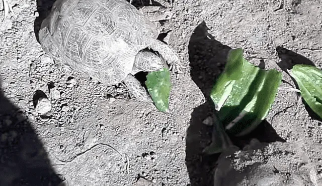 YouTube viral: misteriosa roca se mueve de la nada y da a conocer su verdadera forma [VIDEO]